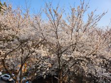 용문산 자연휴양림