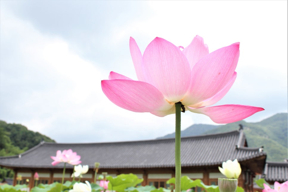 완주 송광사 연꽃