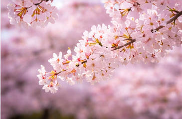 2026 벚꽃 개화시기 서울