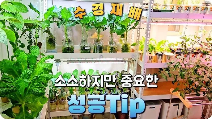 적근대 재배 씨 뿌림 솎음 수확 색 유지_5