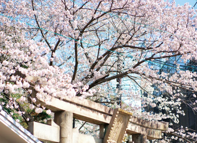 일본벚꽃 축제