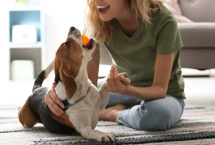 개와 공을 가지고 논다.