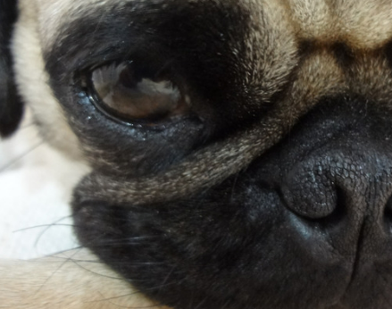 강아지 눈 다래끼 그냥 두면 안되는 이유. 증상, 원인, 치료 총정리