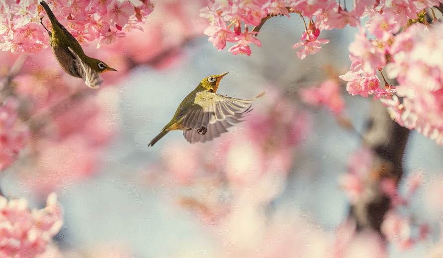 봄에 핀 벚꽃과 새 사진
