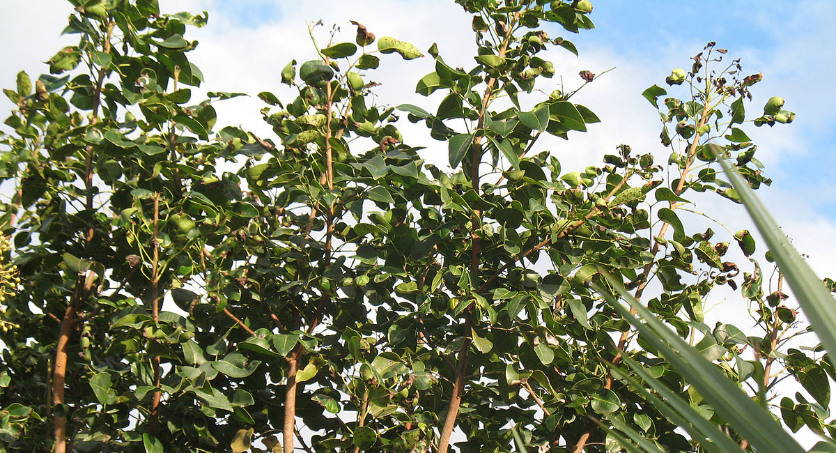 아미리스(Amyris balsamifera)