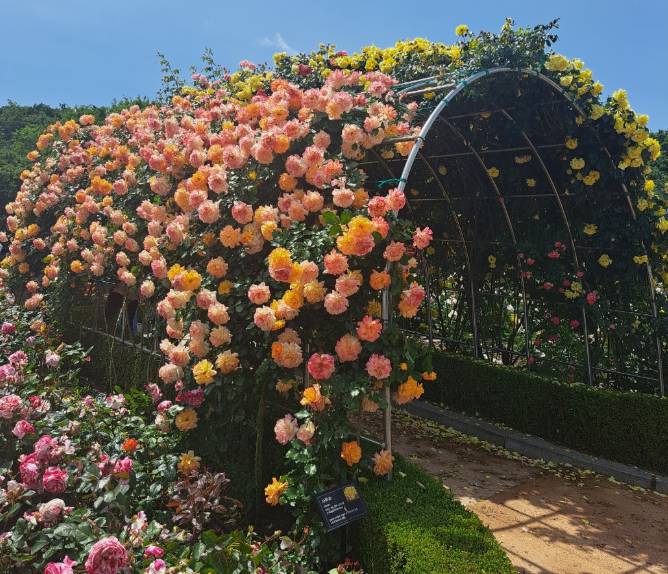 부천 백만송이 장미축제 2025