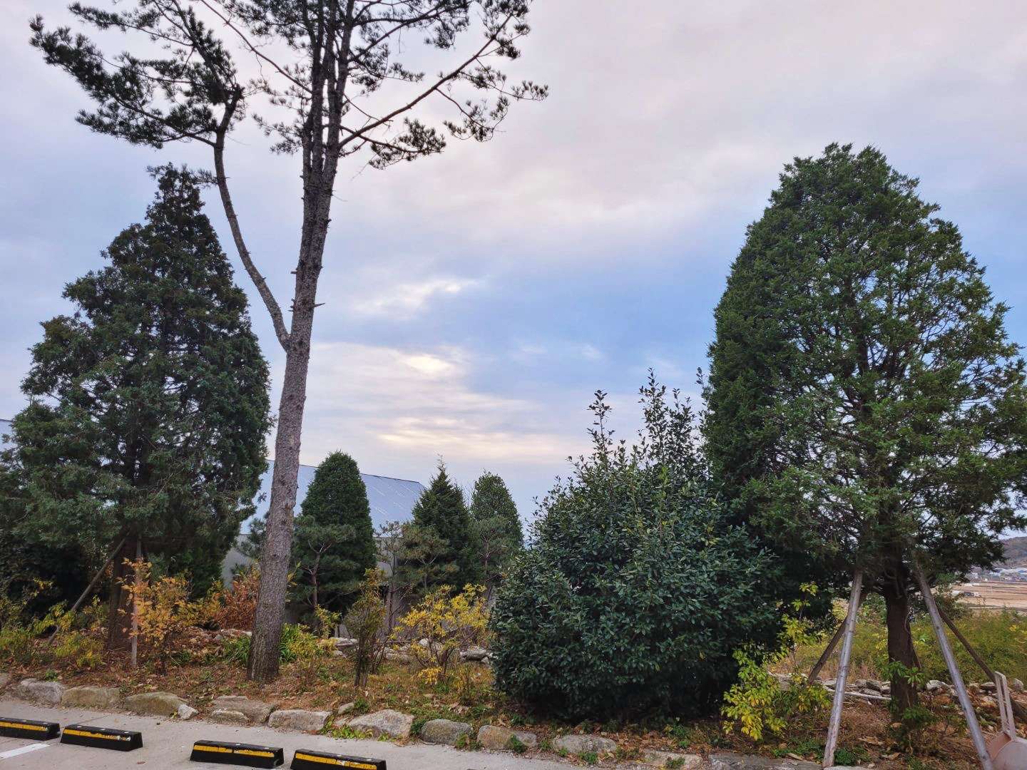 마호가니 주차장 화단