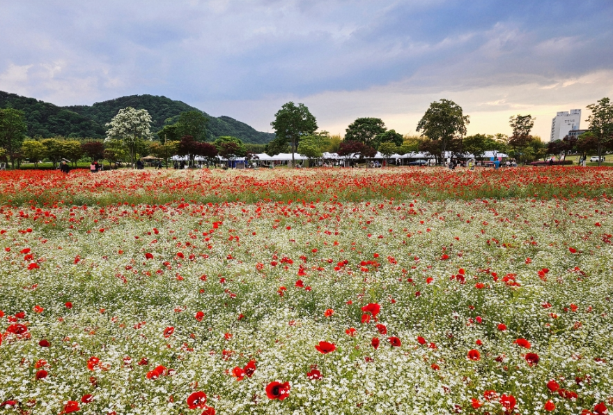 태화강 국가정원 양귀비, 안개꽃