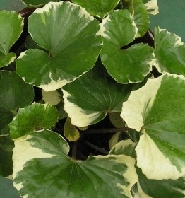 머위 효능과 부작용 고르는법 먹는법 칼로리