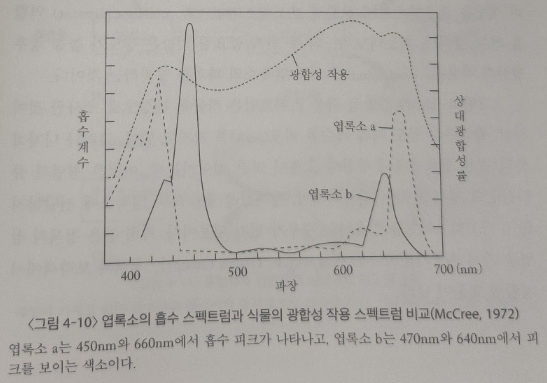 출처 : 수목생리학 (이경준 지음)