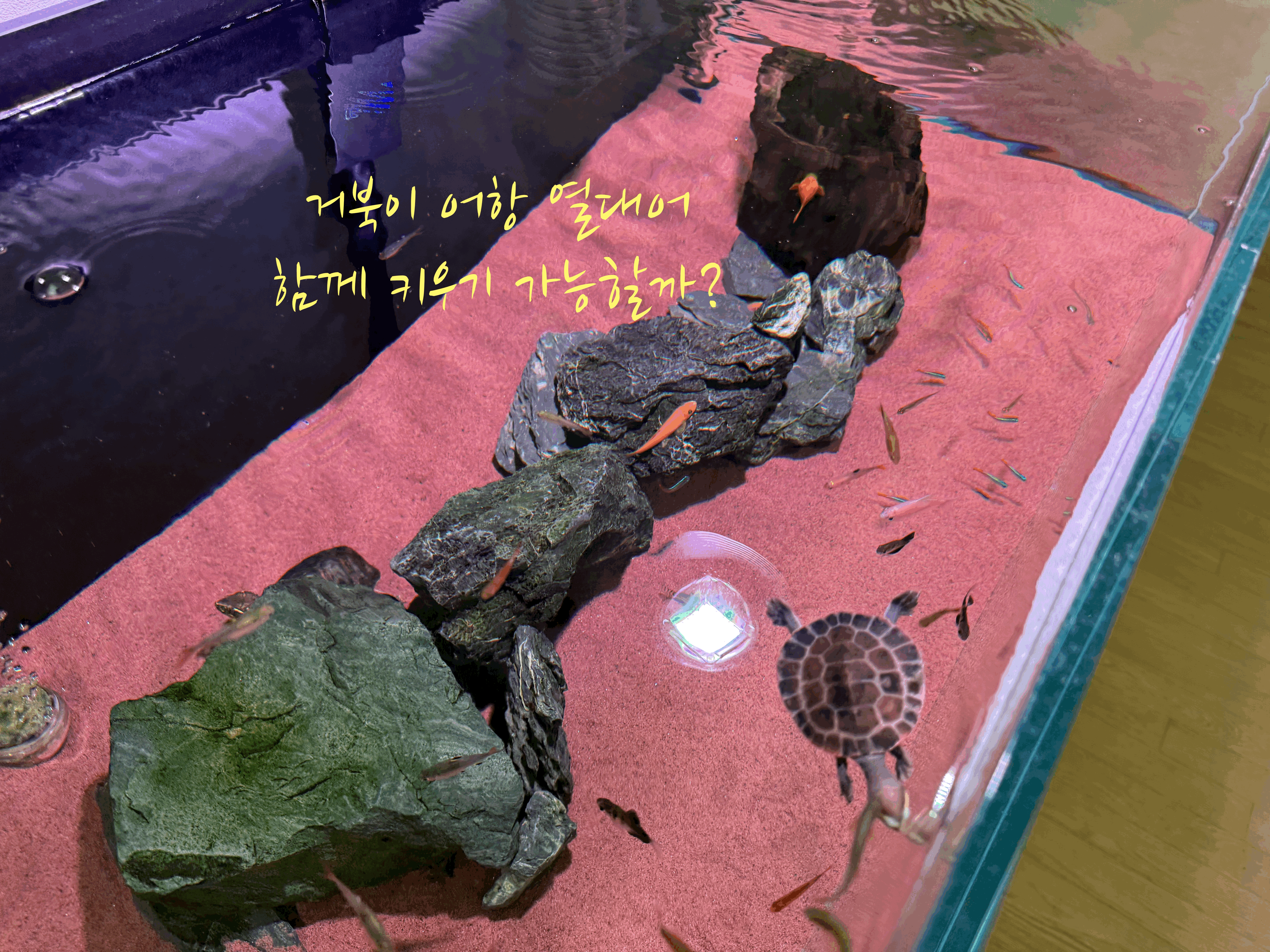 거북이 어항
