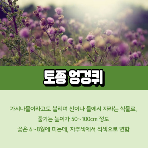 토종_엉겅퀴