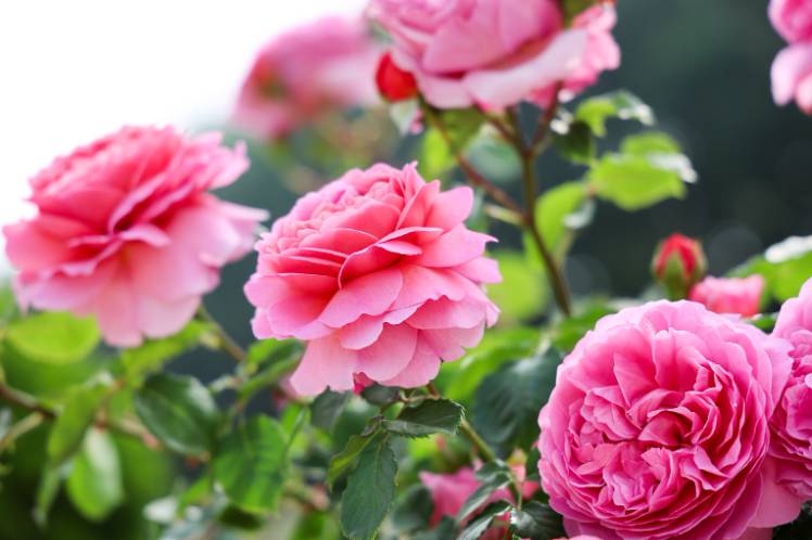 부천 백만송이 장미축제 2025