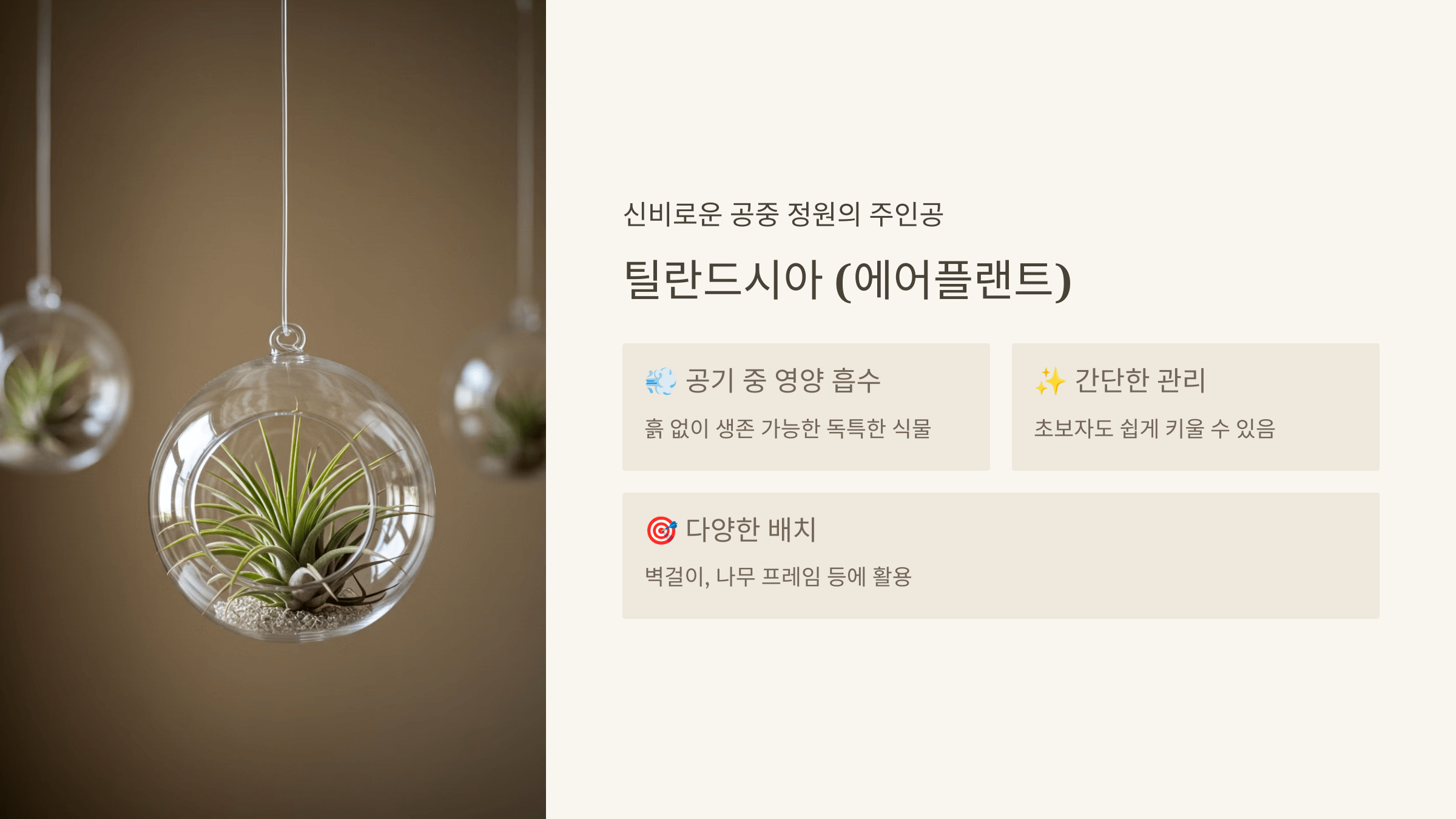 틸란드시아 (에어플랜트)