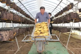 상황버섯 재배 톱밥 배지 균사 배양 환기 관리_9