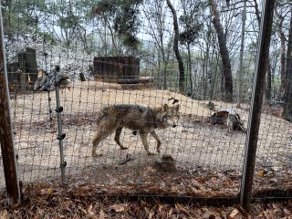 늑구 포획 실패 마취총 드론 재수사
