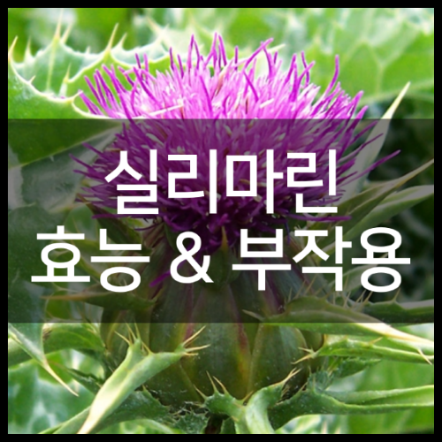 실리마린의 주요 효능