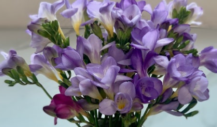 프리지아 보관법