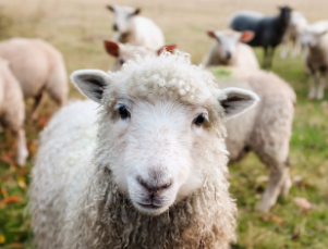 2025년 삼재띠 재물 나이