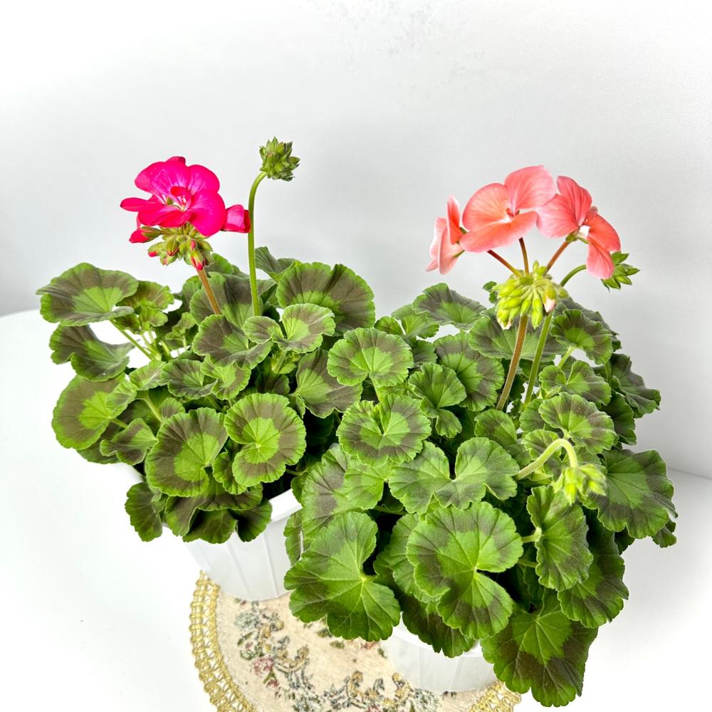 제라늄 키우는법, 종류, 삽목, 꽃말, 노란 잎 원인