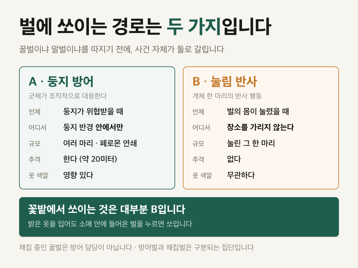 벌에 쏘이는 두 가지 경로를 비교한 표. 왼쪽은 둥지 방어, 오른쪽은 눌림 반사