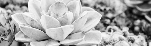 다육이 키우기: 물주기