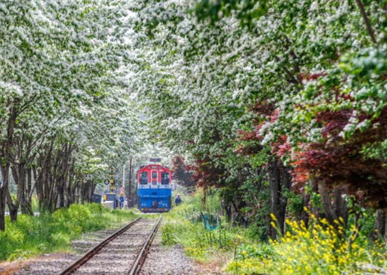 전주 이팝나무 축제