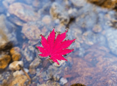 단풍축제 지리산 피아골
