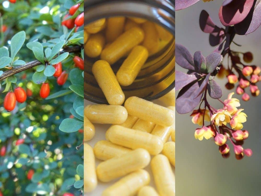 베르베린&#44; berberine&#44; 매자나무&#44; Berberis