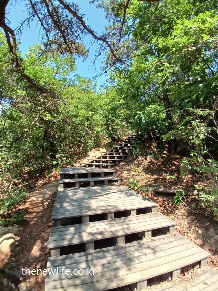 Low-rise wooden stairs in the forest – good for stair climbing without knee stress-숲속에 설치된 낮은 높이의 나무 계단 – 무릎 부담을 줄이며 계단오르기 운동에 적합한 구조
