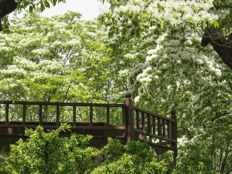 대구달성군교항리-이팝나무군락지
