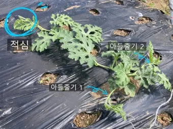 초보 수박 순치기 열매 크게 키우는 방법_6