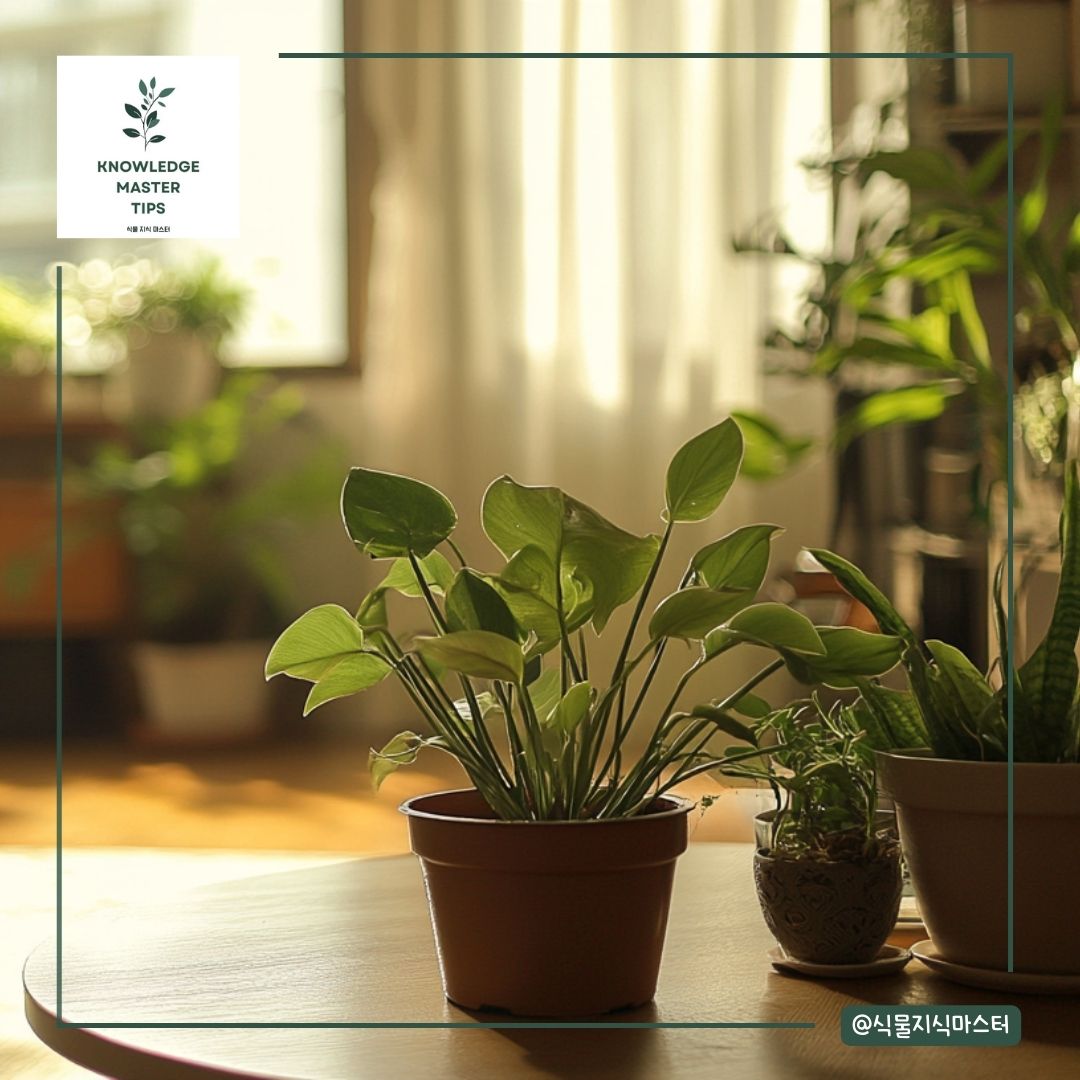 햇빛 부족 문제 해결