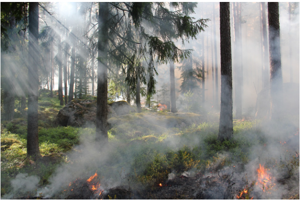 산청 산불, 현재 상황 및 원인