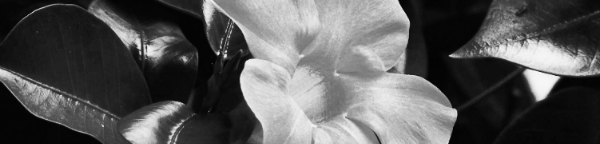 만데빌라 꽃말: 천사의 나팔소리