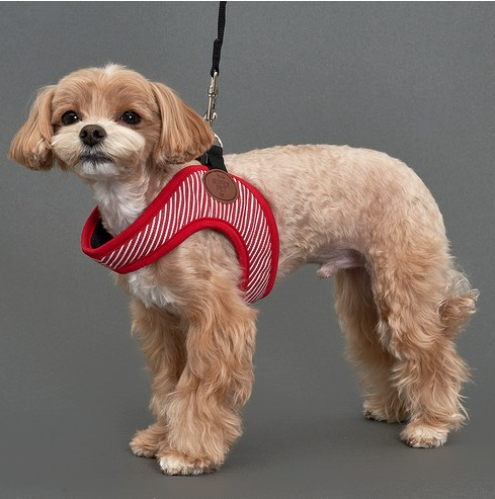 강아지 가슴 줄 순위 TOP 5