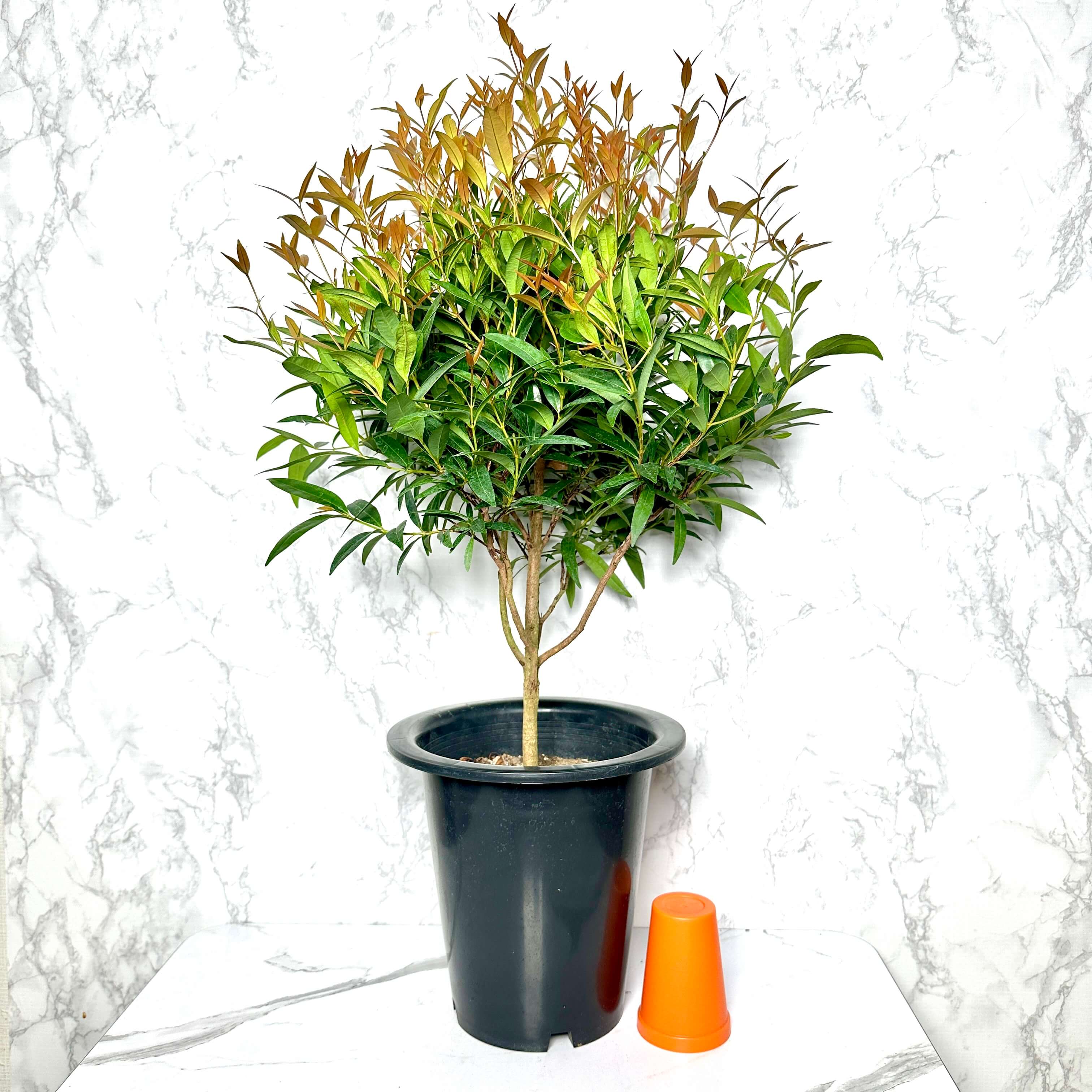 피어리스 키우기