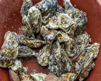 천북 굴 단지, 굴 축제_28