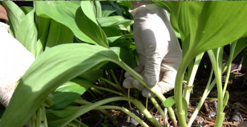 극한직업 명이나물