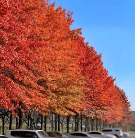 광양매화축제 주차장&amp;#44; 맛집&amp;#44; 입장료