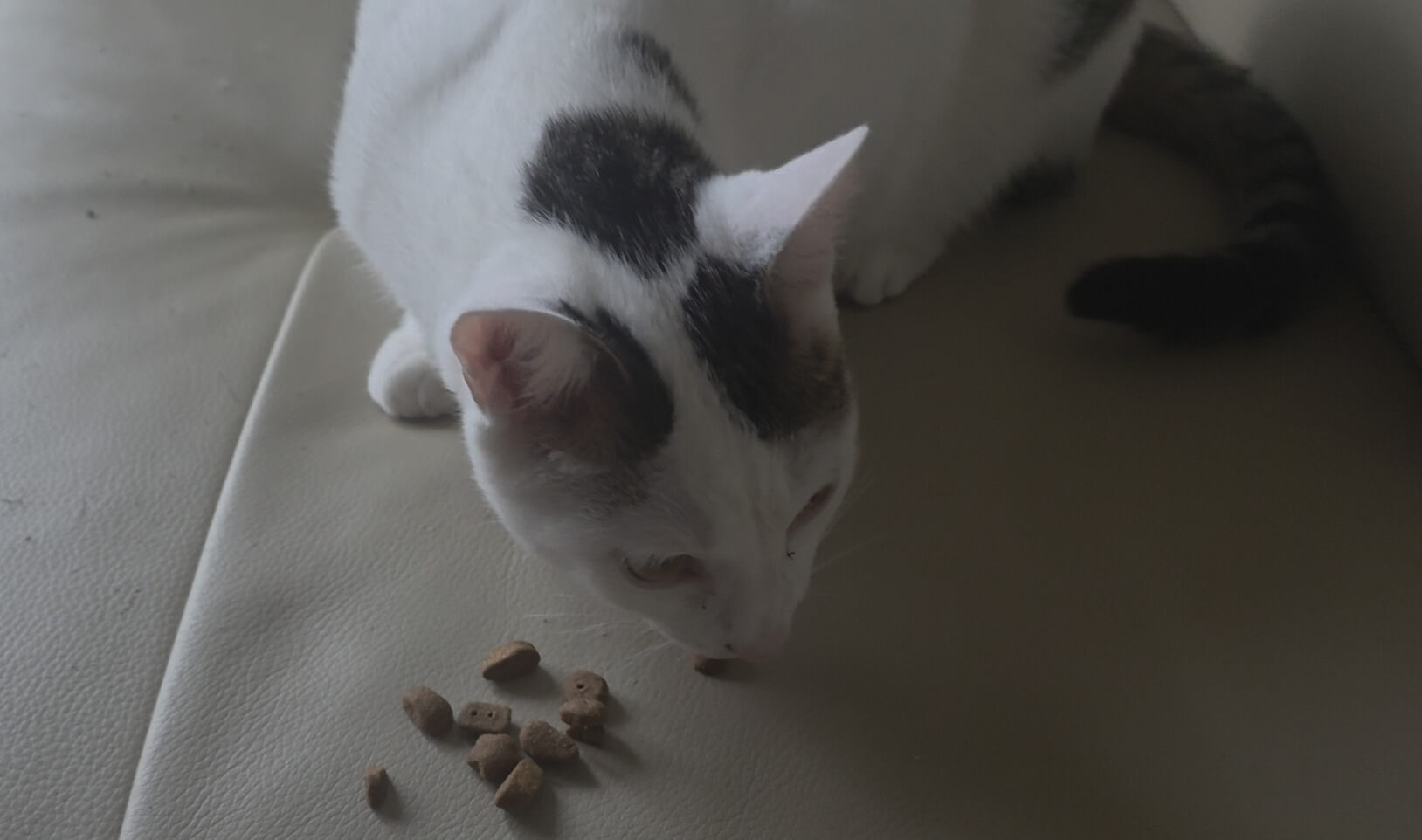 고양이 동결건조 간식 급여 방법