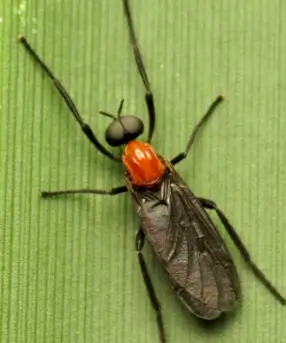 러브버그 제거방법