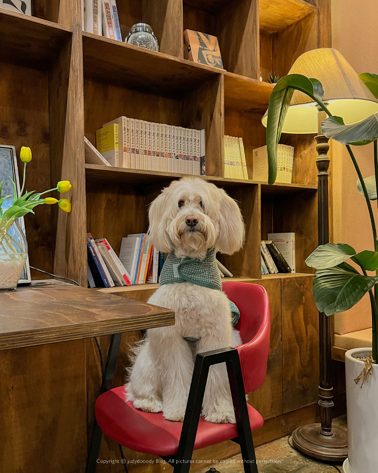 봄날 가기 좋은 잔디마당 카페, 파주애견동반카페