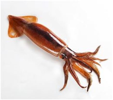 오징어 효능 및 부작용