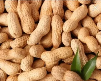 땅콩 효능 칼로리 권장섭취량_8