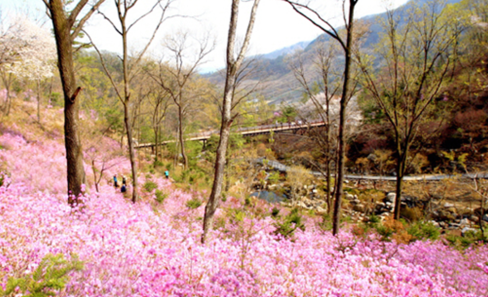 화담숲 관련 사진