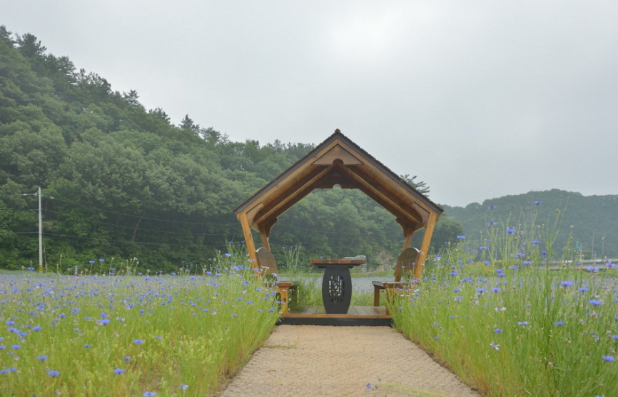 고령 어북실 수레국화 명소, 인생샷 명당과 개화시기 총정리!