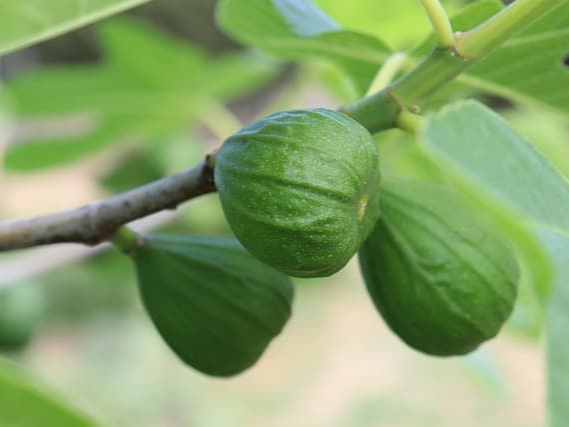 무화과 배변 활동 정상화에 도움