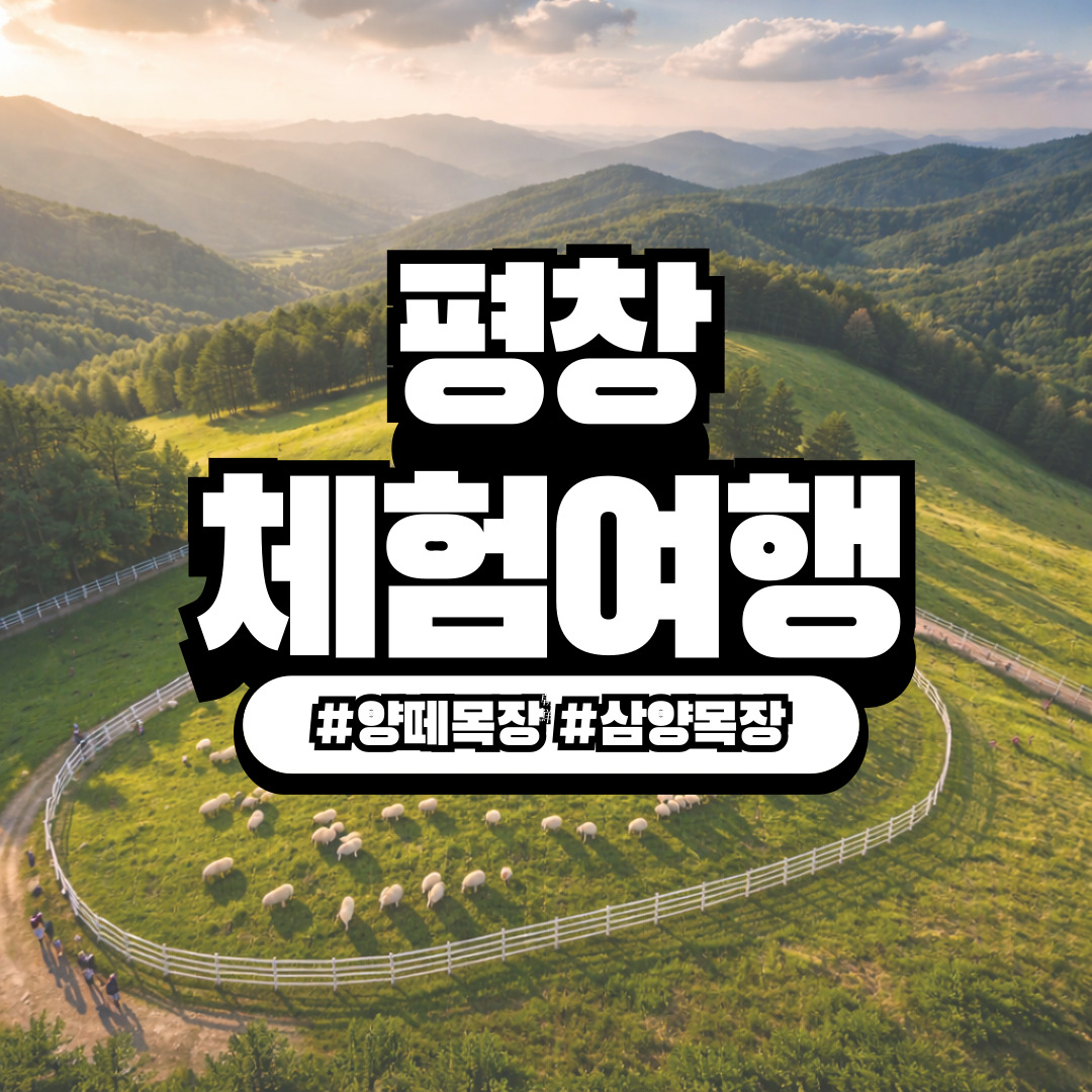 강원 평창 대관령 양떼목장 & 삼양목장 – 아이들의 최애 사계절 체험 여행