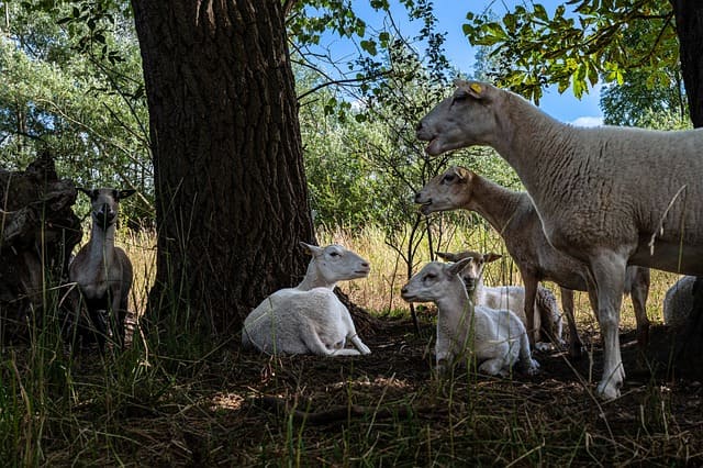폭염주의보 및 폭염경보 발령 기준&amp;#44; 대피시설 쉼터&amp;#44; 대비방안 행동요령 안내 